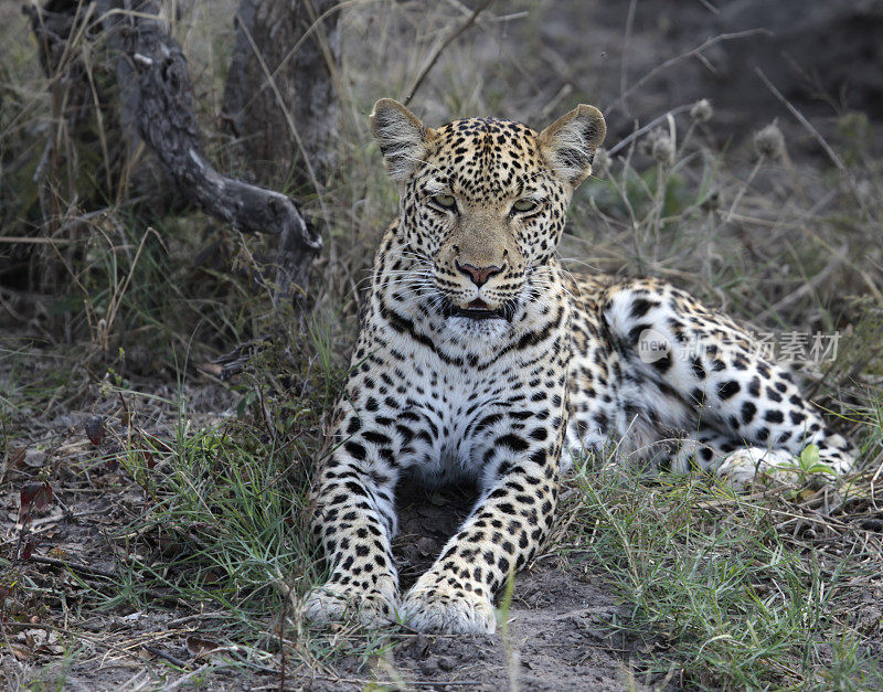 警惕的雌性豹(Panthera pardus)，丘比NP，博茨瓦纳